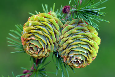 25 JAPANESE LARCH TREE Conifer Pine Cones Bonsai Larix Kaempferi Seeds